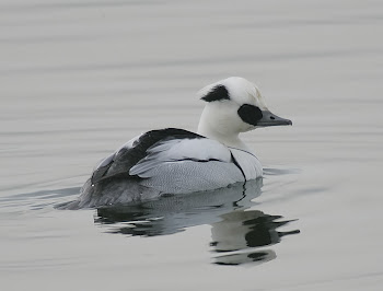 Smew by Dave Hutton