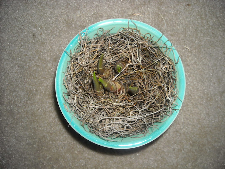 Lily-on-the-valley grows quickly!