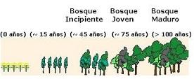 El Crecimiento de un bosque