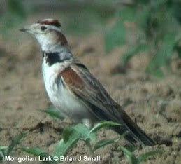 Larks are primarily Old World Birds-Mongolian Lark