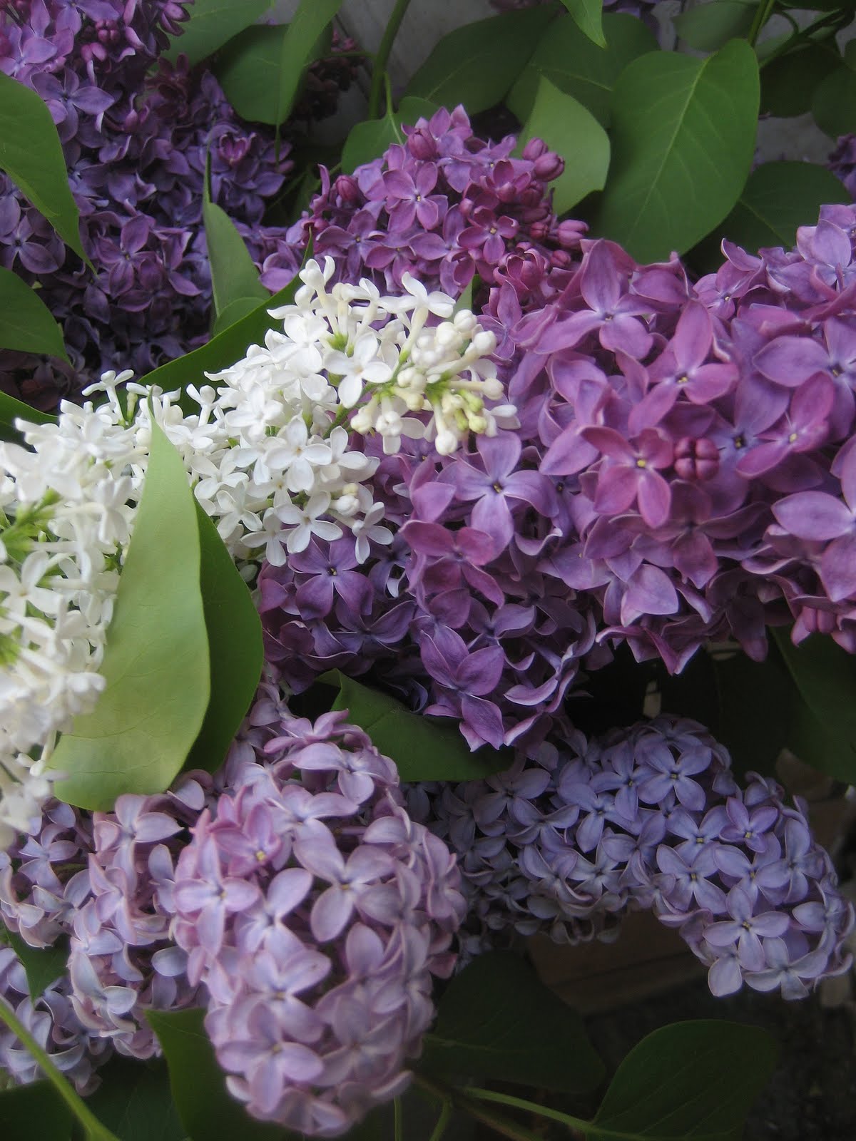 52 FLEA Three Lilacs