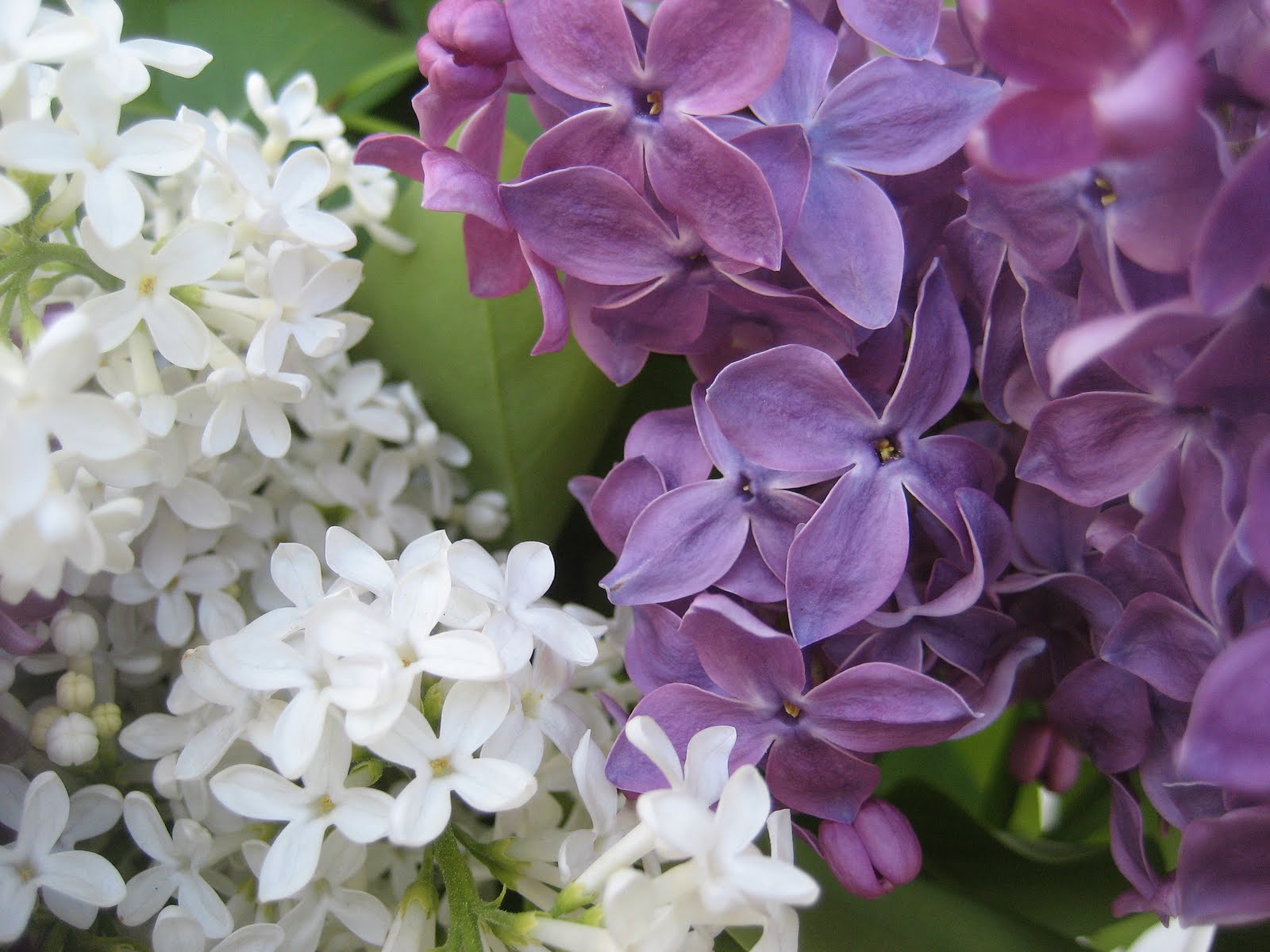 52 FLEA Three Lilacs