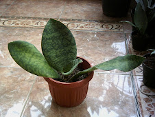 Sansevieria Giant? 150rb (code 237) Terjual...
