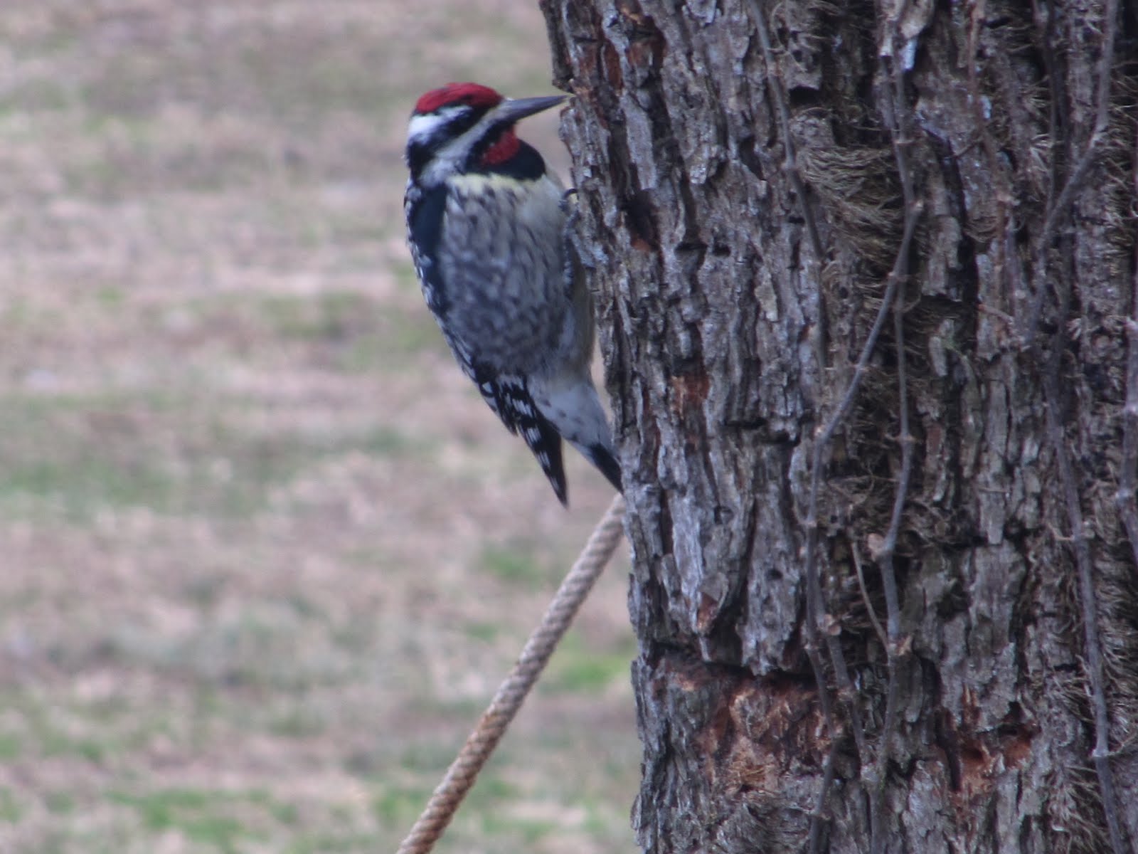 [wood+pecker+006.jpg]