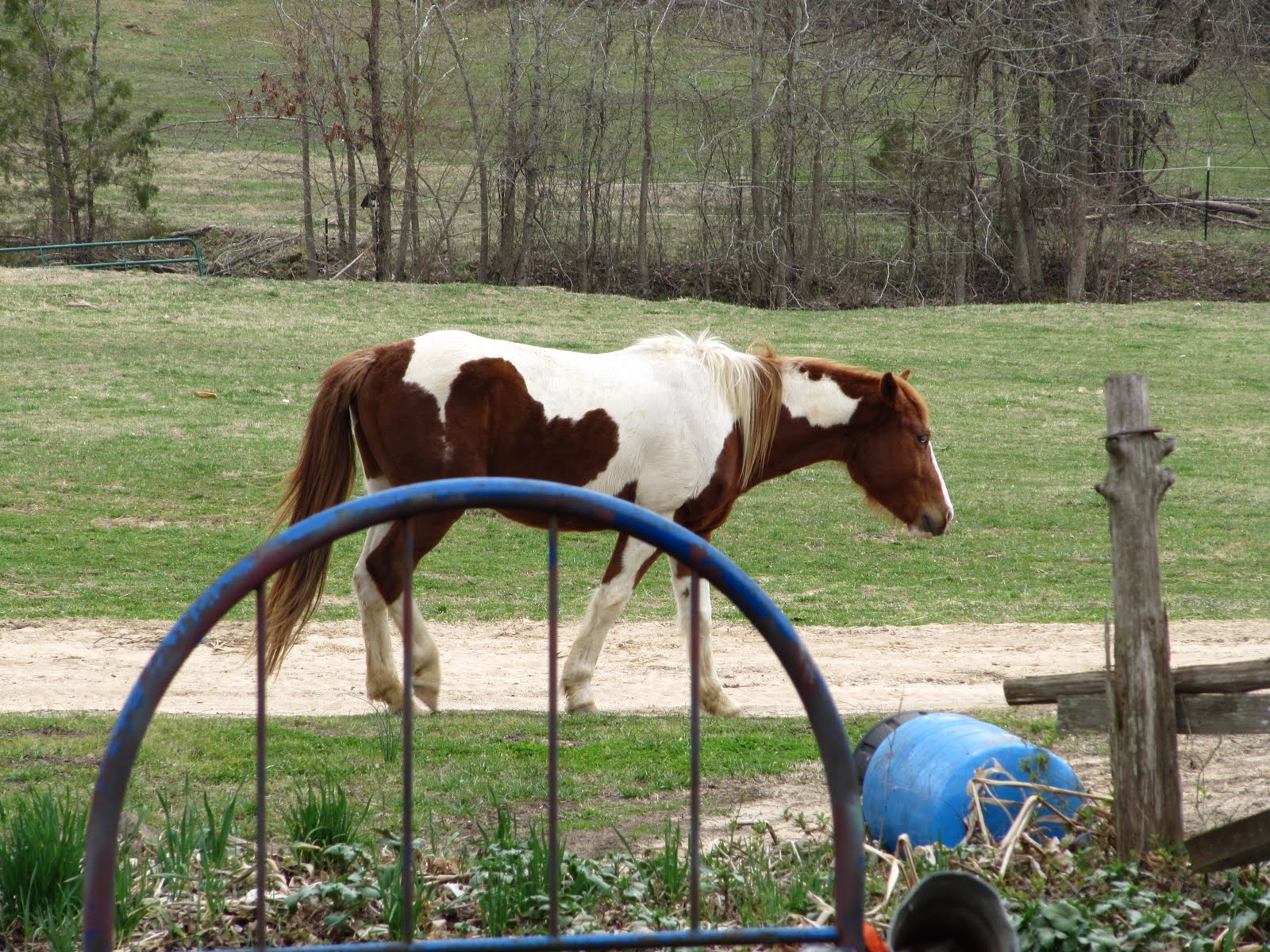 [watergarden+horses+003.jpg]