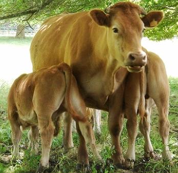 [horned+gel+cow.jpg]