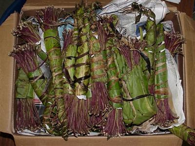 DaveGoesToAfrica: Khat Concerns Rise as Use in U.S. Grows