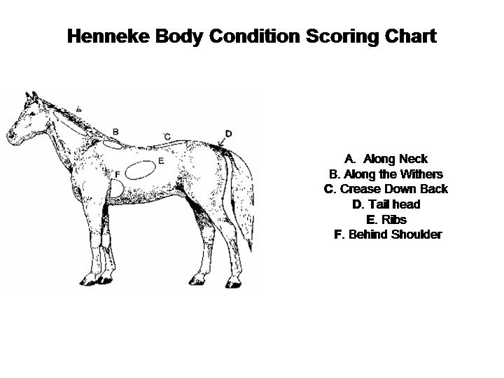 What can I use to measure a horses body score? People Think Weeds can