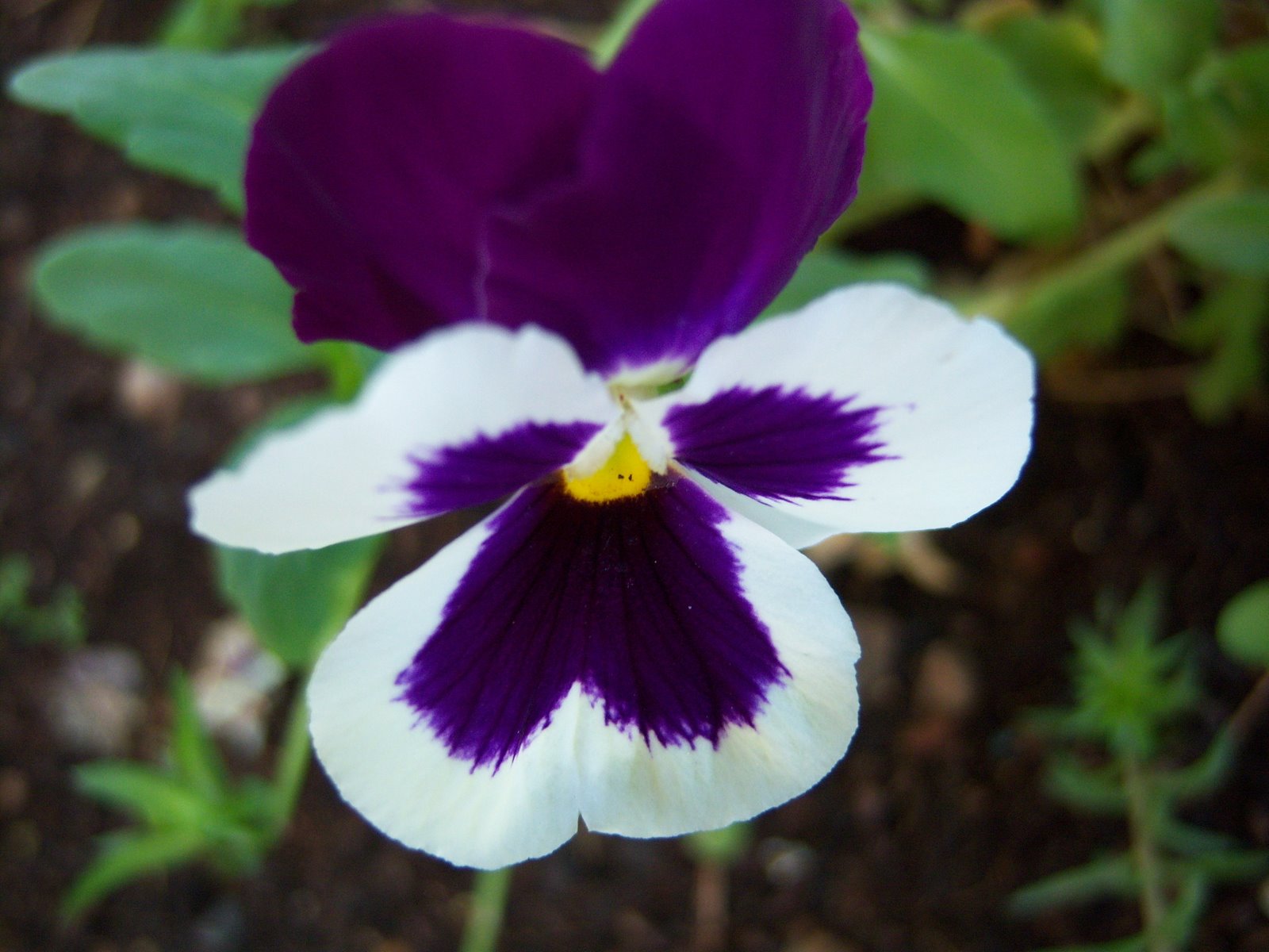 [Pensam,violeta.JPG]