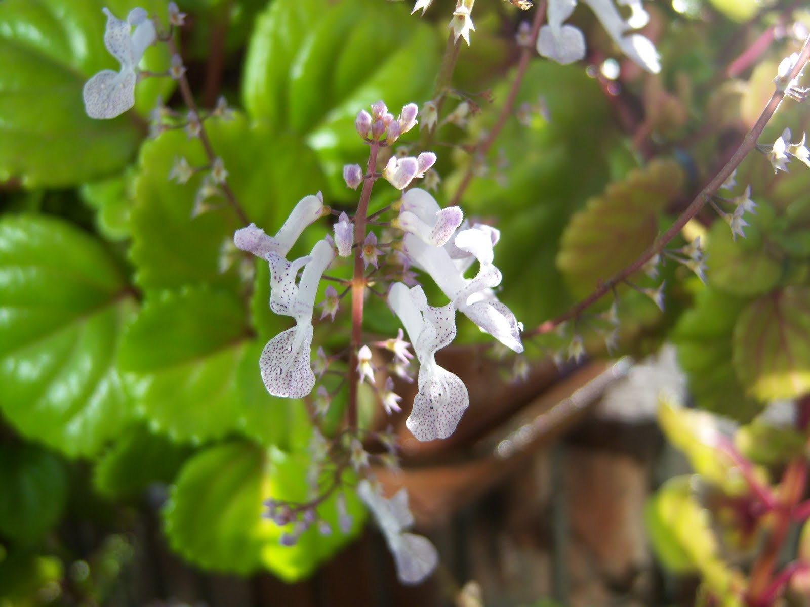 [Plantadeldinero.JPG]