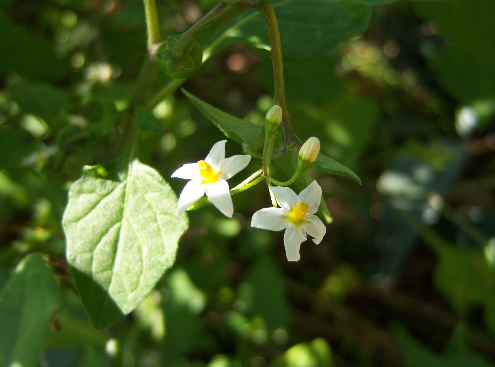TOMATILLO DEL DIABLO BOTÀNIC SERRAT