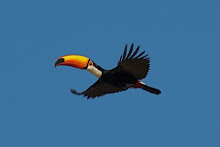 Toco Toucan - Pantanal