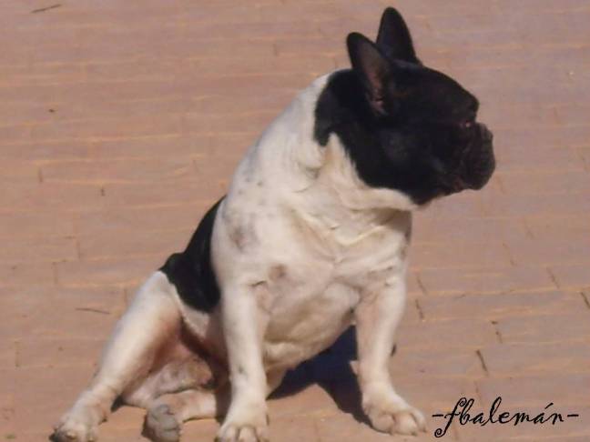 TEORIA OGM (III) MATERIA Y CAMPO GRAVITATORIO