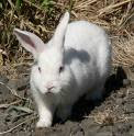i love Rabbitz