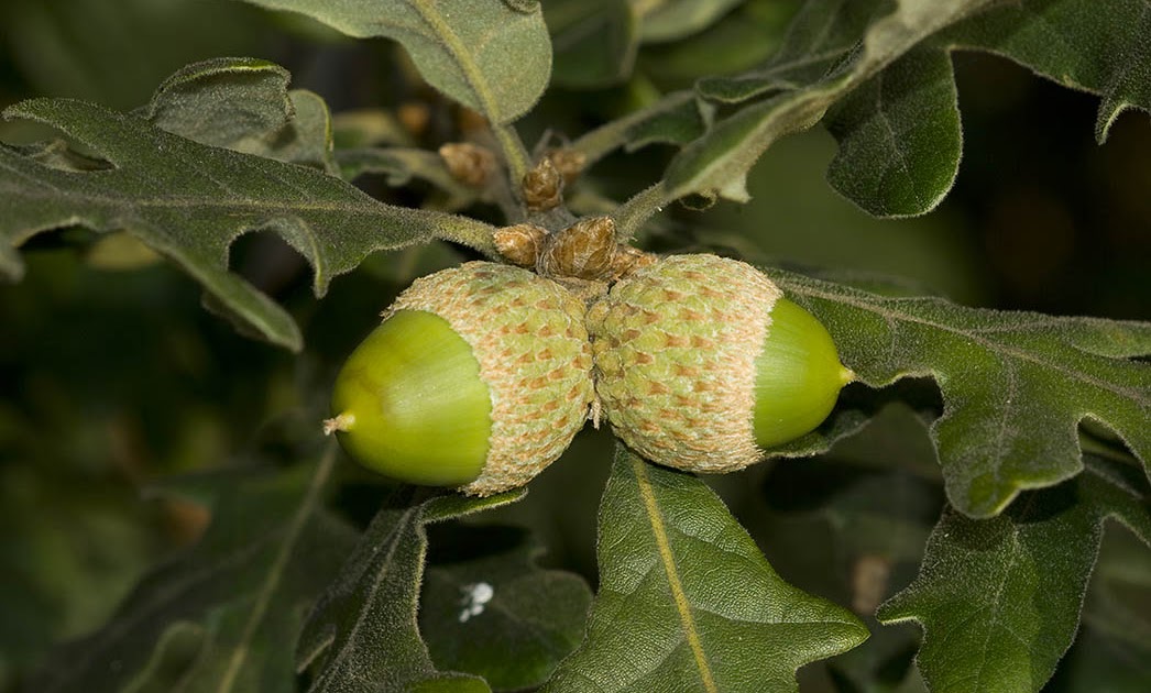 RÍA DE LA VILLA El Roble y sus frutos
