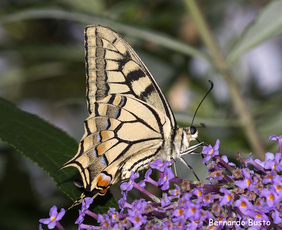 RÍA DE LA VILLA Insistiendo con las mariposas