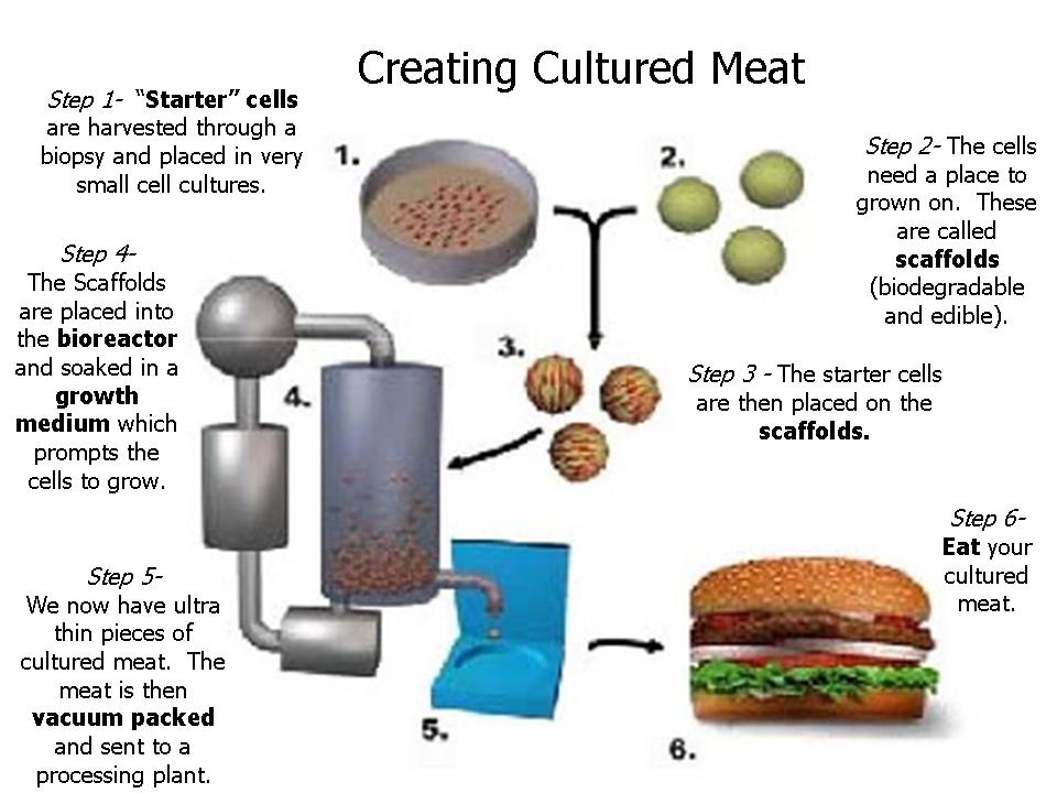 Creating+Cultured+Meat.jpg