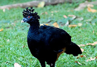 Red-Billed Currasow Female