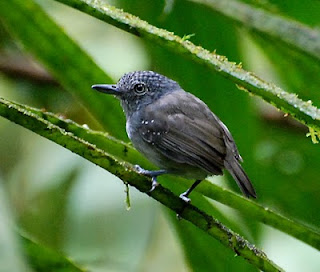 Spot-Crowned Antvireo Male