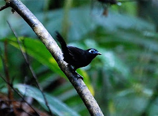 Immaculate Antbird Male