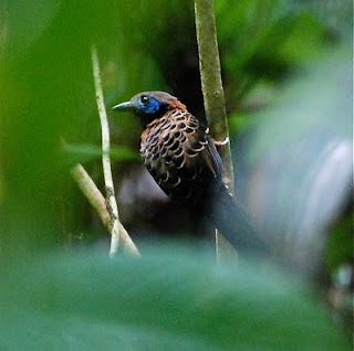 Ocellated Antbird