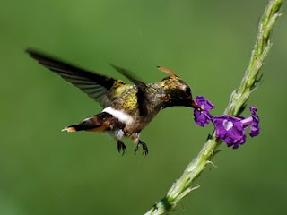 Spangled Coquette Juvenile Male