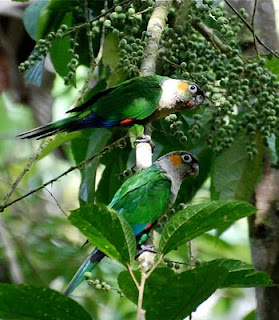 White-Breasted Parakeets