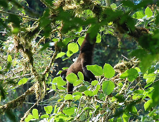 Common Woolly Monkey