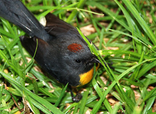 Slate-Throated Whitestart