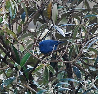 Tit-Like Dacnis Male