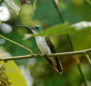 Andean Emerald