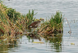 Common Gallinule Juvenile