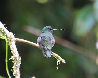 White-Tailed Hillstar