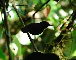 Bicolored Antvireo Female