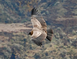 Andean Condor Juvenile Male