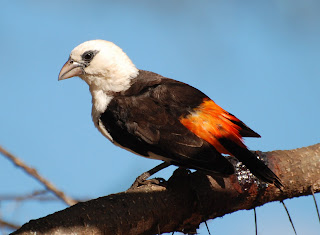 White-Headed Buffalo-Weaver