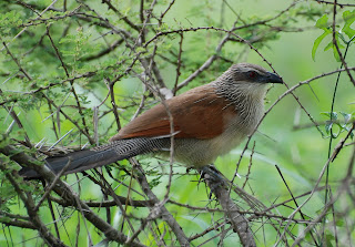 White-Browed Coucal