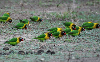 Yellow-Collared Lovebird
