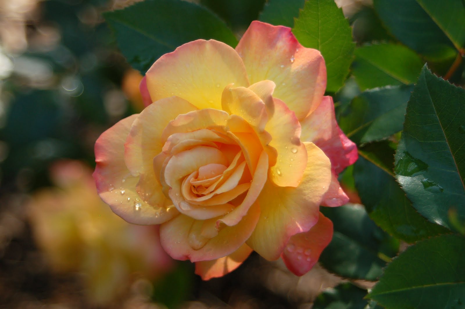 Jim's Blog & Photo Journal: Our Bengal Tiger rose is blooming more than ...