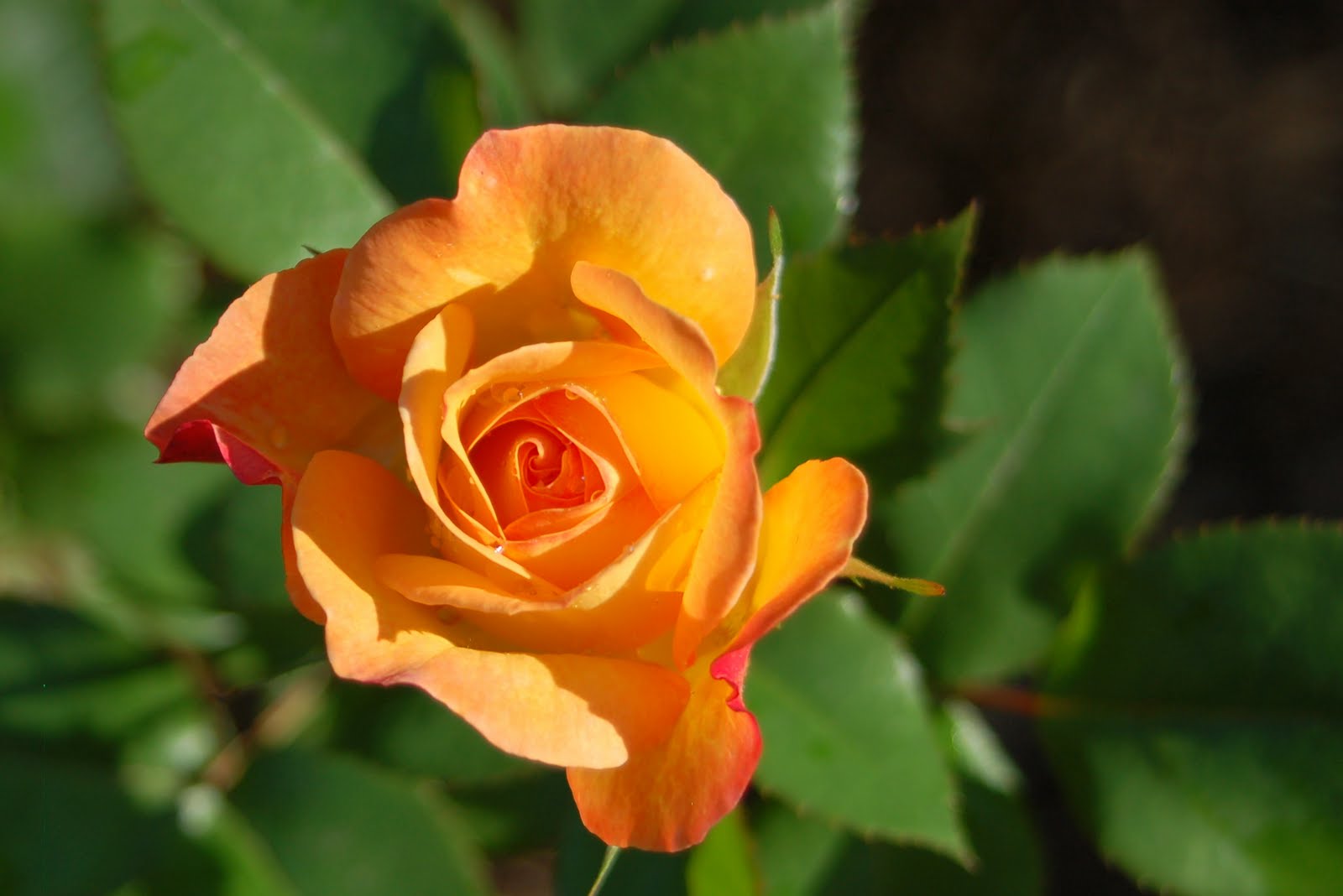 Jim's Blog & Photo Journal: Our Bengal Tiger rose is blooming more than ...