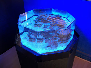 Marine Aquatics of Utah