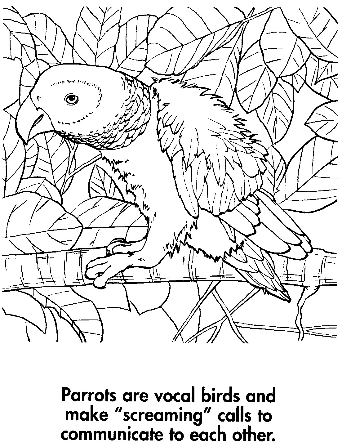 sport life: Planet Earth Coloring Book Awesome Animals (95 Pics)
