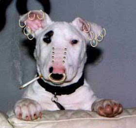Dog ear piercing sale