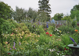 Joan's Jungle, after lots of rain