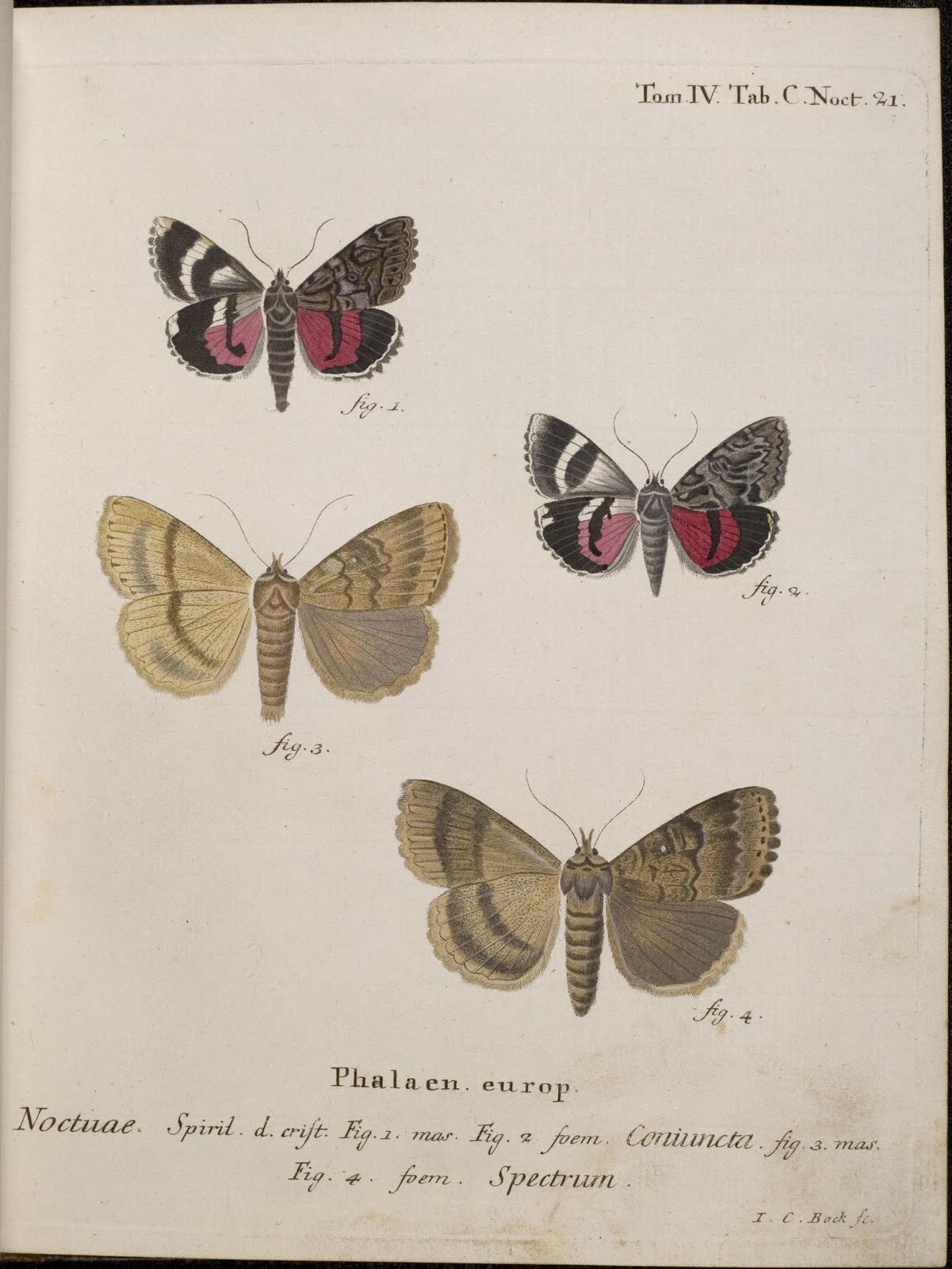 Die Schmetterlinge by EJC Esper, 1786 - Spectrum