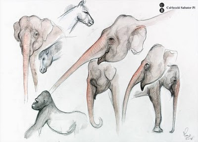 drawings of heads of elphants