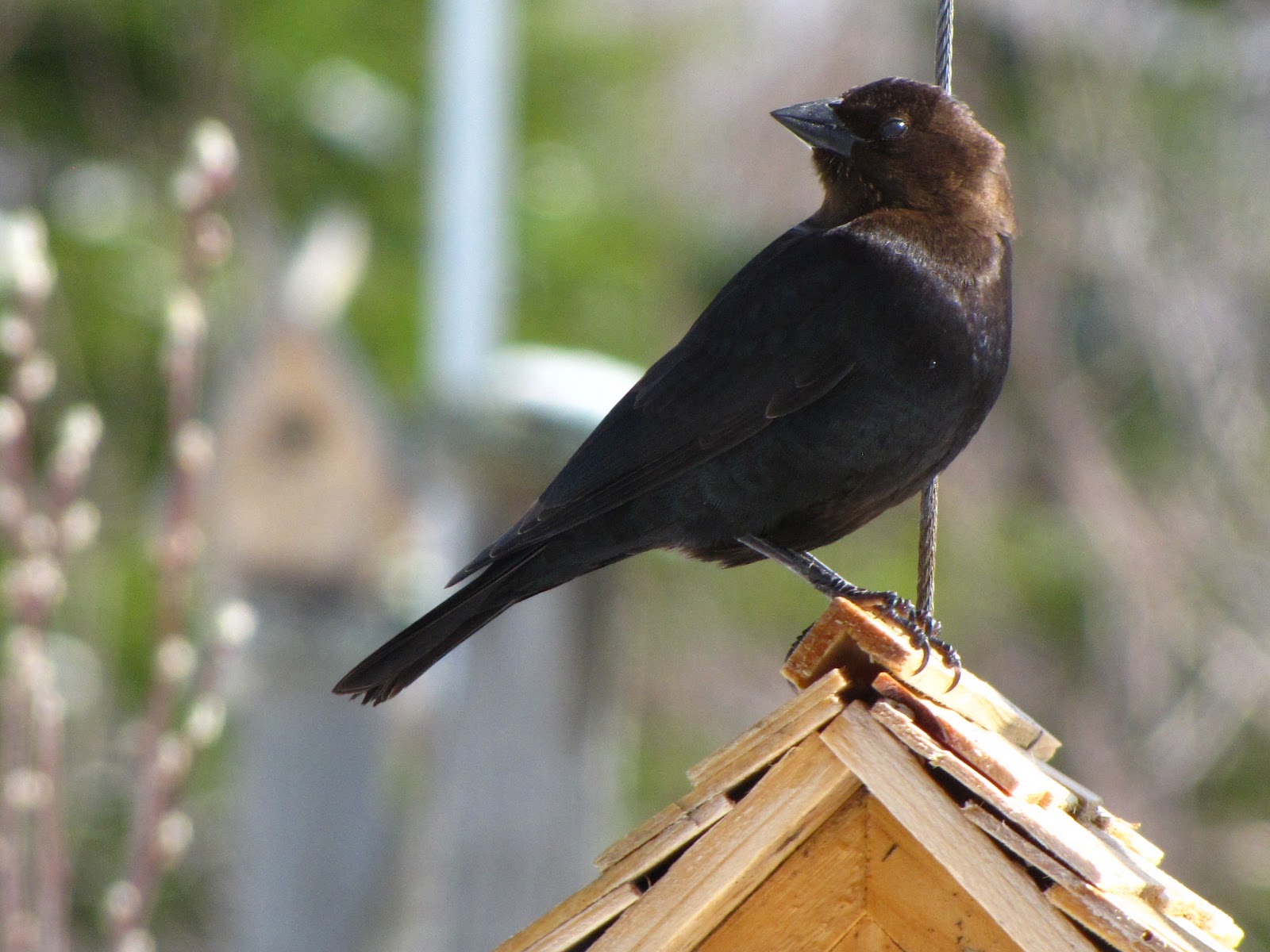 Le Blogue à Zonzon Vachers à tête brune