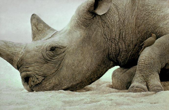 [RhinoOxpecker.jpg]