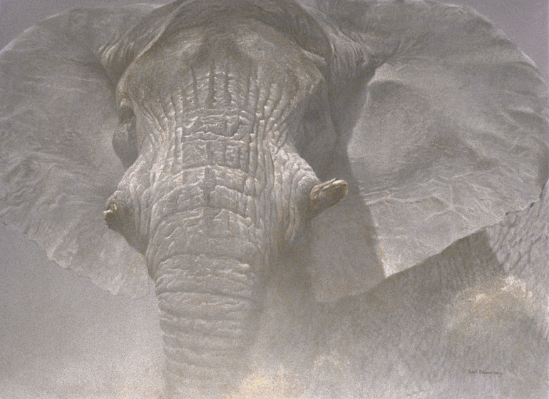 [TheWiseOneOldCowElephant.jpg]