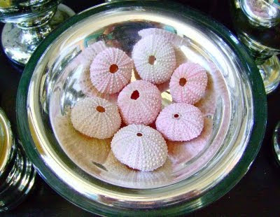 Pink Urchins